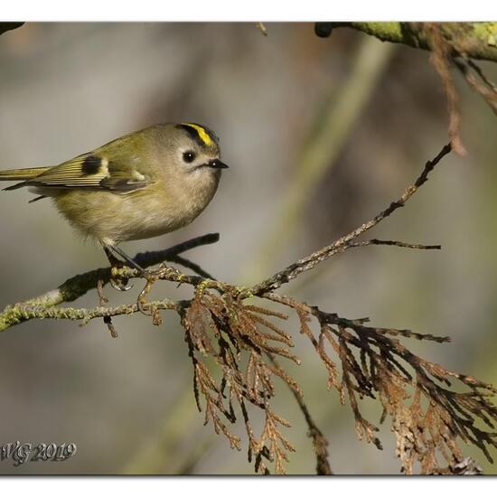 Wintergoldhähnchen: Tier im Habitat Grasland und Büsche in der NatureSpots App