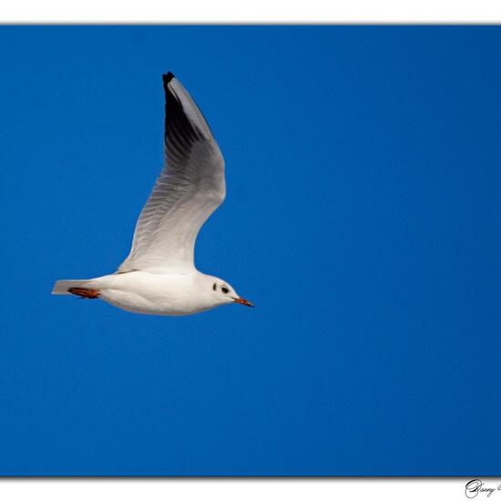 Black-headed Gull: Animal in nature in the NatureSpots App