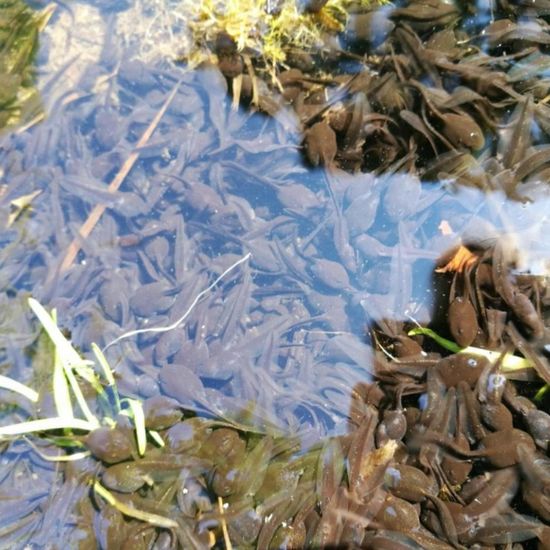 Erdkröte: Tier im Habitat Teich in der NatureSpots App