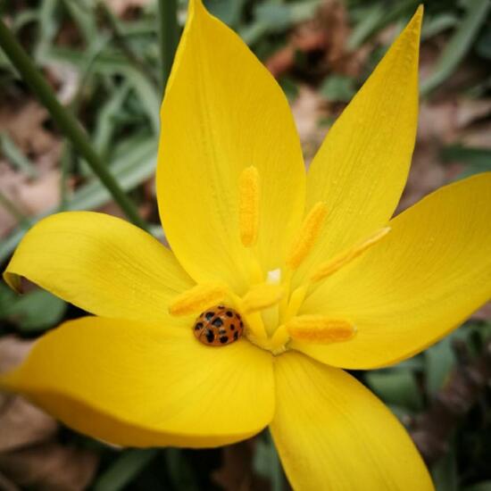 Tulipa sylvestris: Plant in habitat Park in the NatureSpots App