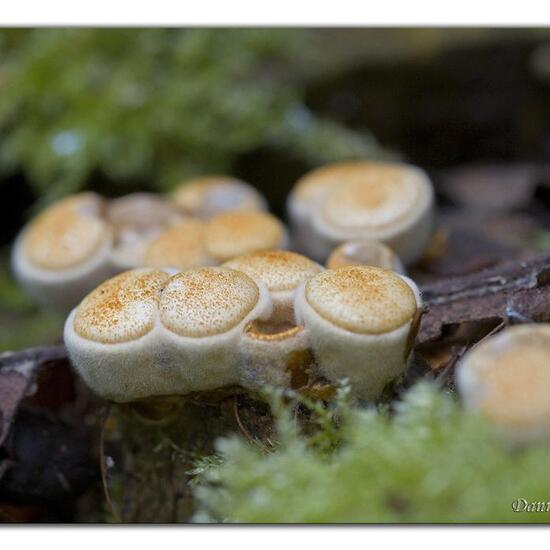 Crucibulum crucibuliforme: Mushroom in habitat Forest in the NatureSpots App