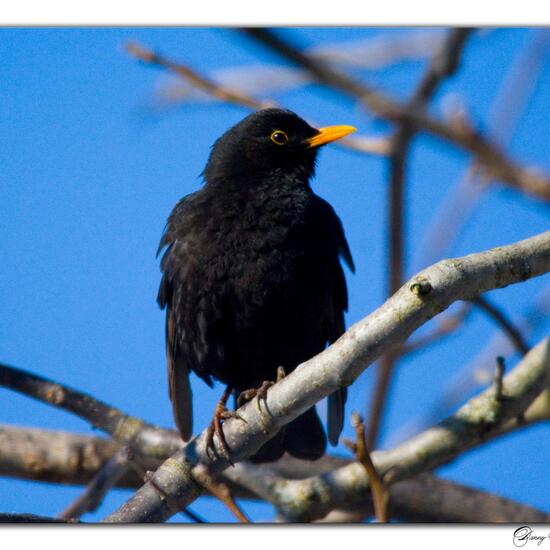 Common Blackbird: Animal in habitat Garden in the NatureSpots App