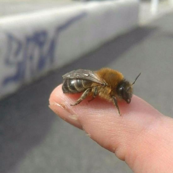 Frühlings-Seidenbiene: Tier in der Natur in der NatureSpots App