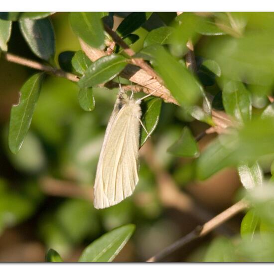 Kleiner Kohlweißling: Tier im Habitat Garten in der NatureSpots App