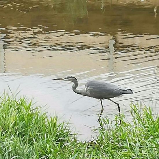 Grey Heron: Animal in habitat River in the NatureSpots App