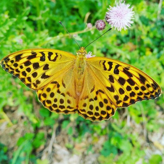 Großer Perlmuttfalter: Tier im Habitat Wald der gemäßigten Breiten in der NatureSpots App