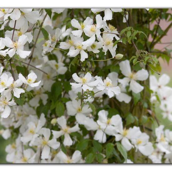 Clematis catesbyana: Pflanze im Habitat Garten in der NatureSpots App