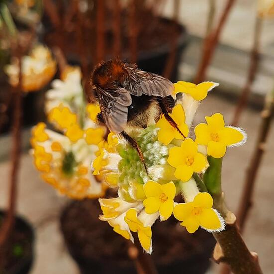 Baumhummel: Tier im Habitat Indoor/Glashaus in der NatureSpots App