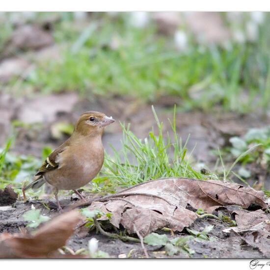 Dunnock: Animal in habitat Boreal forest in the NatureSpots App