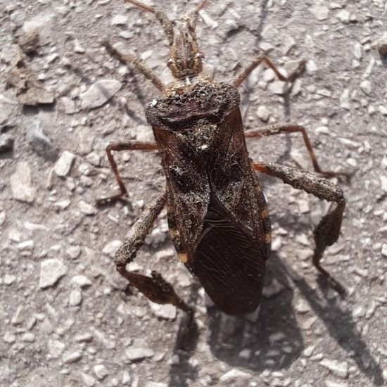 Western conifer seed bug: Animal in nature in the NatureSpots App