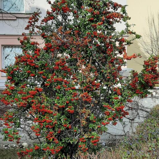 Pyracantha: Plant in habitat Garden in the NatureSpots App