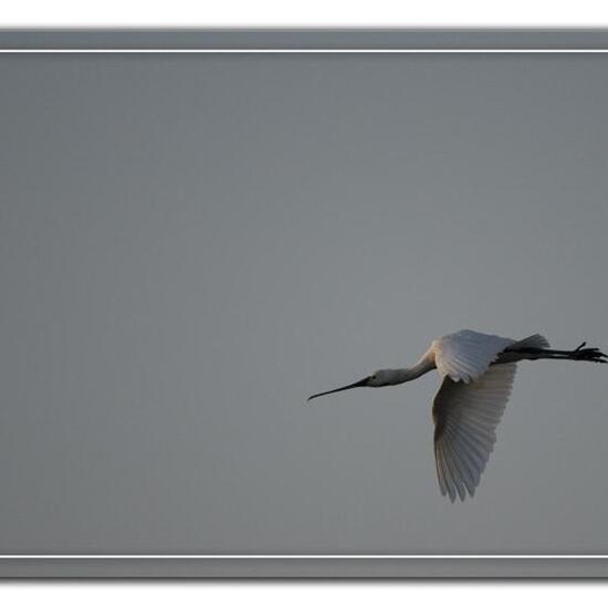 Eurasian Spoonbill: Animal in habitat Pond in the NatureSpots App