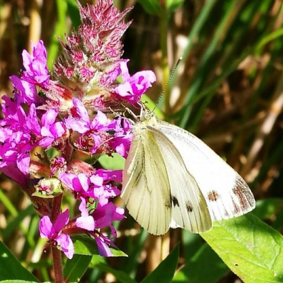 Kleiner Kohlweißling: Tier in der Natur in der NatureSpots App