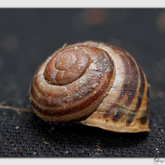 Bänderschnecken: Tier in der Natur in der NatureSpots App