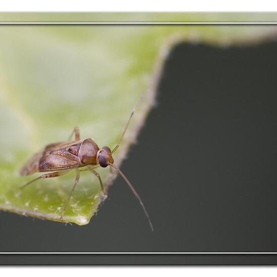 Pinalitus cervinus: Tier im Habitat Garten in der NatureSpots App