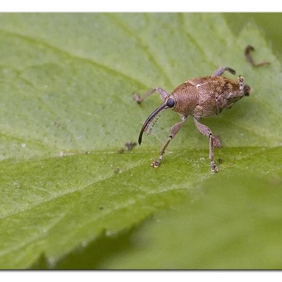 Eichelbohrer: Tier in der Natur in der NatureSpots App