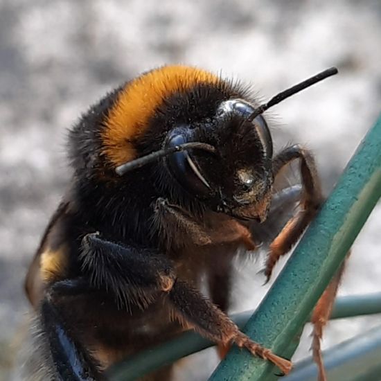 Dunkle Erdhummel: Tier im Habitat Stadt und Garten in der NatureSpots App