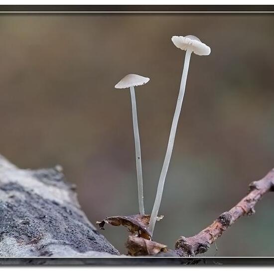 Unknown species: Mushroom in habitat Boreal forest in the NatureSpots App