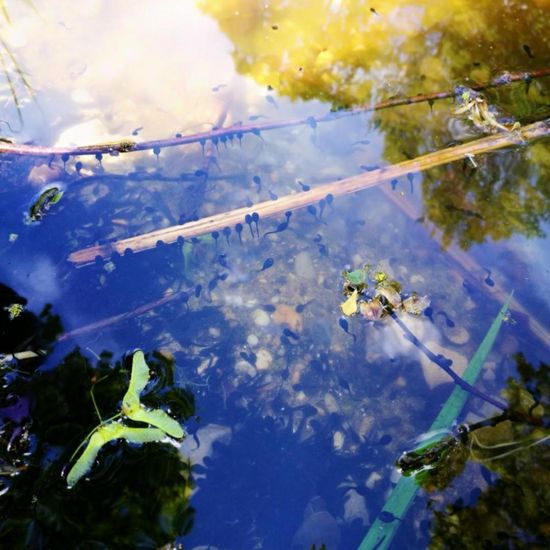 Erdkröte: Tier im Habitat Teich in der NatureSpots App