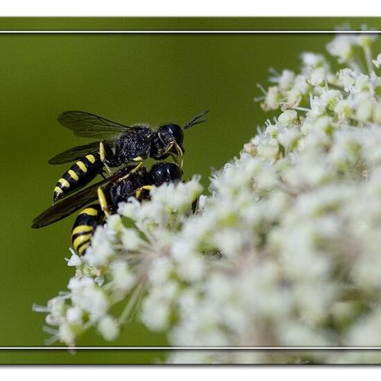 Ectemnius cavifrons: Animal in habitat Grassland in the NatureSpots App