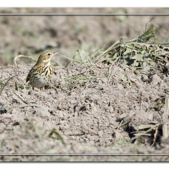 Wiesenpieper: Tier in der Natur in der NatureSpots App