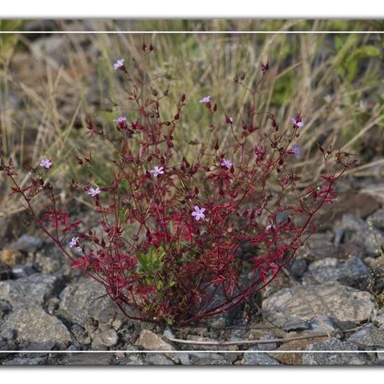 Geranium purpureum: Plant in habitat Backyard in the NatureSpots App