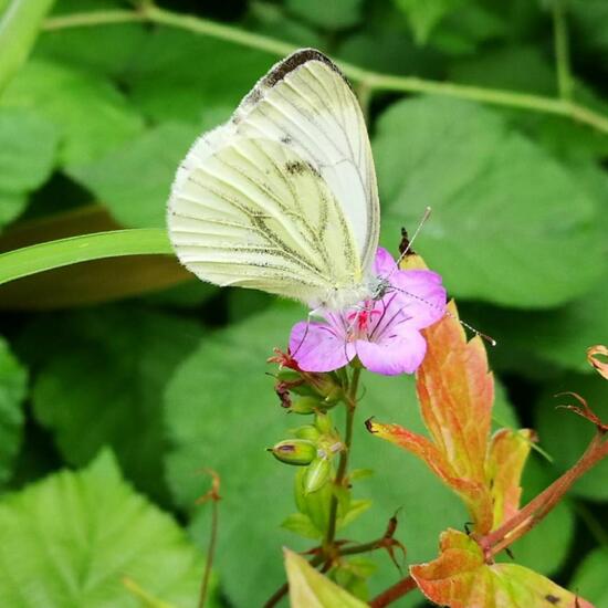 Pieris rapae: Animal in nature in the NatureSpots App