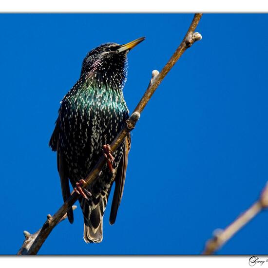 Common starling: Animal in habitat Garden in the NatureSpots App