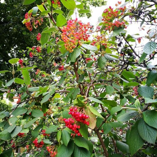 Viburnum lantana: Plant in habitat Park in the NatureSpots App