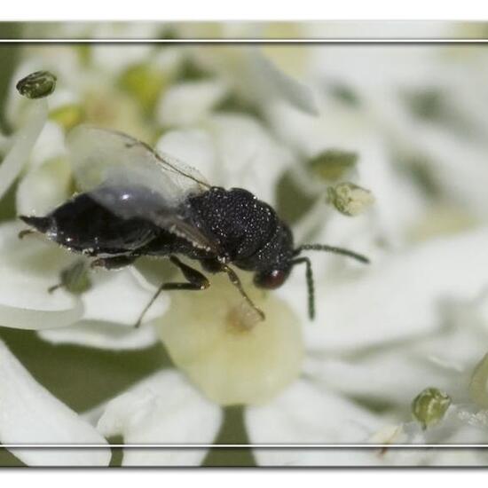 Brachymeria tibialis: Tier im Habitat Garten in der NatureSpots App