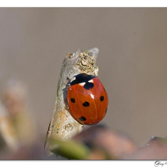 Siebenpunkt-Marienkäfer: Tier im Habitat Garten in der NatureSpots App