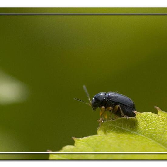 Cryptocephalus ocellatus: Tier im Habitat Garten in der NatureSpots App