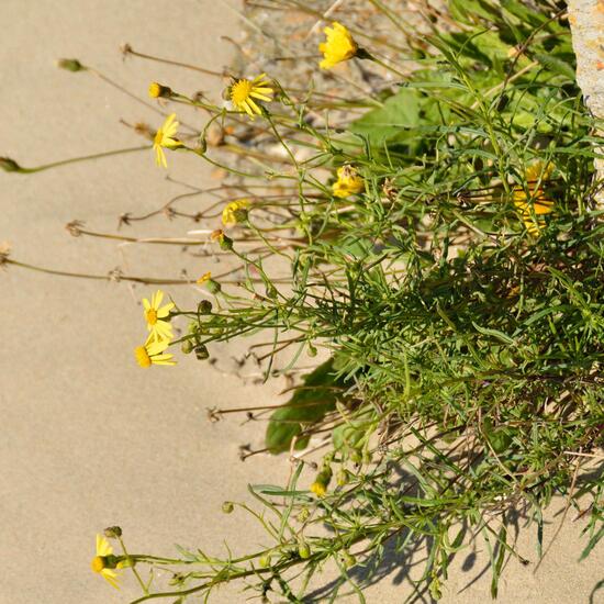 Senecio inaequidens: Plant in habitat Sandy coast in the NatureSpots App
