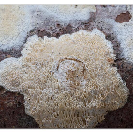 Unknown species: Mushroom in nature in the NatureSpots App