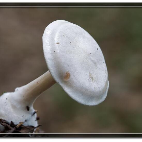 Clitocybe ditopa: Pilz in der Natur in der NatureSpots App