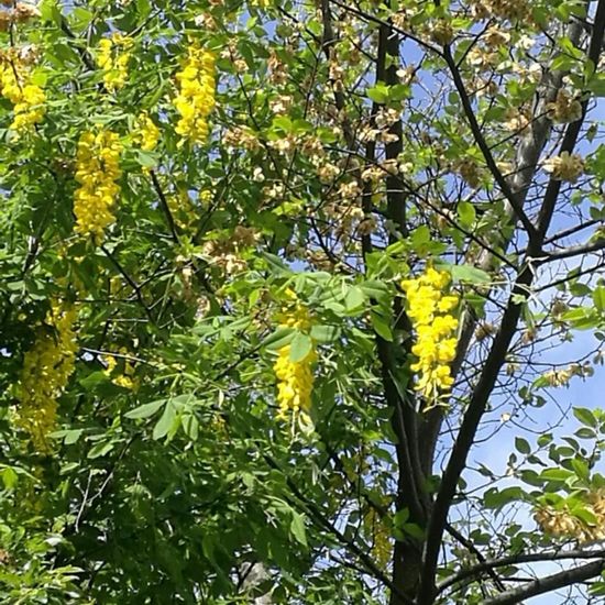 Laburnum anagyroides: Plant in habitat Park in the NatureSpots App