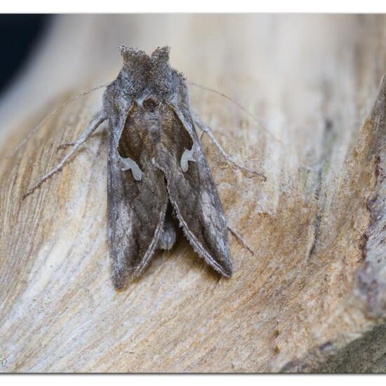 Schafgarben-Silbereule: Tier im Habitat Garten in der NatureSpots App