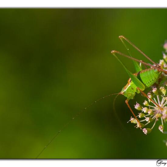 Speckled bush-cricket: Animal in habitat Semi-natural grassland in the NatureSpots App