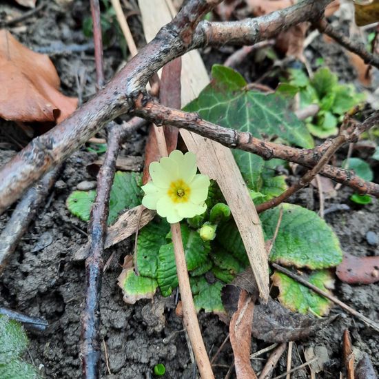 Primula: Plant in habitat Park in the NatureSpots App