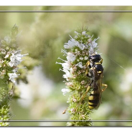 Mellinus arvensis: Tier im Habitat Garten in der NatureSpots App