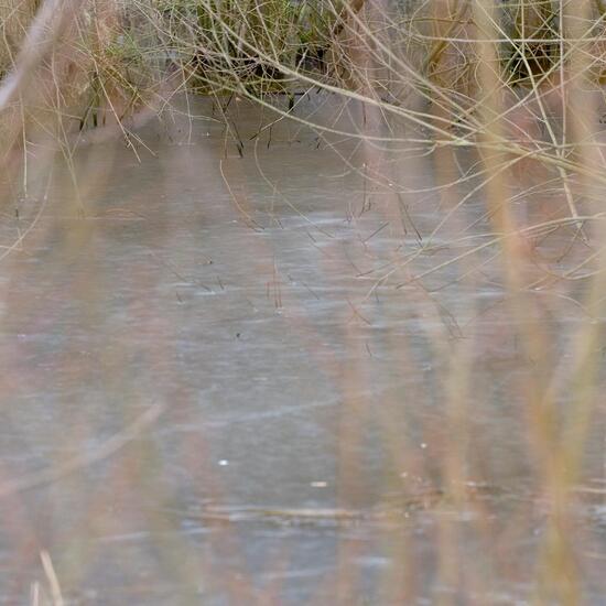 Landscape: Grassland and Shrub in habitat Semi-natural grassland in the NatureSpots App