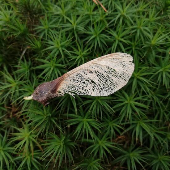 Feldahorn: Pflanze im Habitat Wald der gemäßigten Breiten in der NatureSpots App