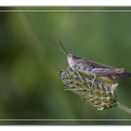 Brauner Grashüpfer: Tier im Habitat Grasland und Büsche in der NatureSpots App