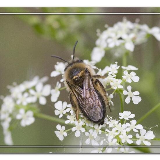 Colletes cunicularius: Animal in habitat Road or Transportation in the NatureSpots App