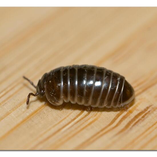 Armadillidium vulgare: Animal in habitat Grassland in the NatureSpots App