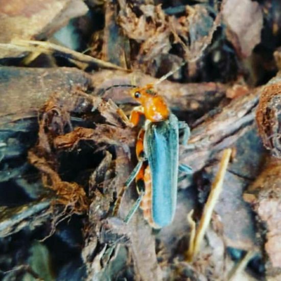 Gemeiner Weichkäfer: Tier im Habitat Park in der NatureSpots App