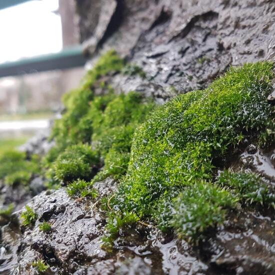 Bryophyte: Plant in habitat Park in the NatureSpots App