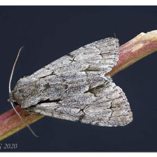 Macaria alternata: Tier im Habitat Garten in der NatureSpots App