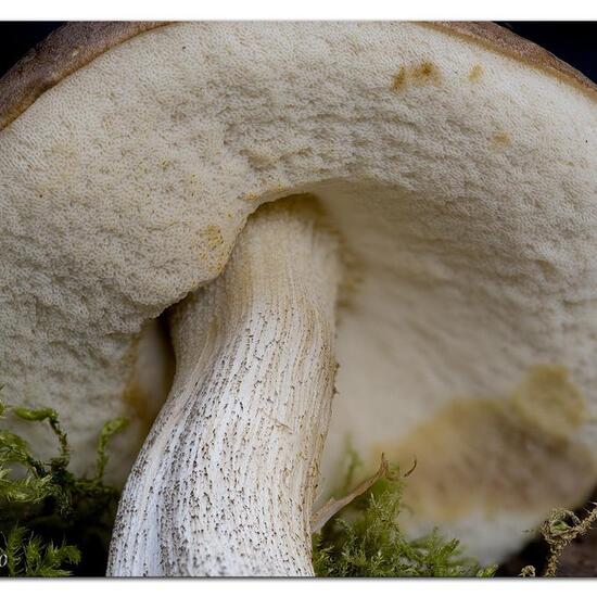 Leccinum scabrum: Mushroom in habitat Road or Transportation in the NatureSpots App