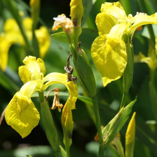 Sumpf-Schwertlilie: Pflanze im Habitat Sumpf in der NatureSpots App